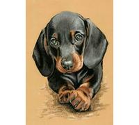VIMISA 5D Diamond Painting Kits for Adults,Small Dachshund Dog Full Drill Crystal Rhinestone Diamond Art Gem Painting，Diamond Painting Animals for Home Wall Decor -11.8×15.7inch(Square Drill), Clear