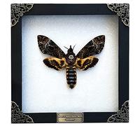 vinatimes Real Death Head Moth Acherontia Entomology Butterfly White Wooden Frame Handmade - Skull Moth Death's Head Hawkmoth Vietnamese Oddity Taxidermy Taxadermy K18-01-TR