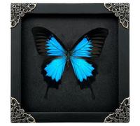 vinatimes Real Framed Blue Swallowtail Butterfly Dried Bug Shadow Box Black Wooden Frame Taxidermy Specimen Display Oddity Tabletop Standable Wall Hanging Home Decor K16-28-DE