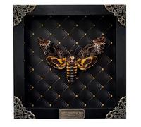 vinatimes Real Framed Death Head Moth Handmade Shadow Box Skull Insect Rhombus Frame Unique Taxidermy Collectables Tabletop Wall Art Decoration Artwork Home Decor Living Reading Gallery K18-01-NEM