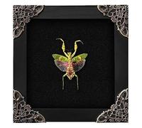 VinaTimes Real Framed Flower Mantis Dead Insect Dried Green Beetle Shadow Box Black Frame Taxidermy Bug Specimen Display Oddity Tabletop Standable Wall Hanging Home Decor K12-62-DE