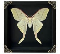 vinatimes Real Framed Luna Moth Black Handmade Wooden Shadow Box Dried Bug Unique Entomology Specimen Oddities Taxidermy Tabletop Wall Hanging Decoration Artwork Living Reading Gallery K22-33-DE
