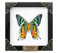vinatimes Real Framed Sunset Moth Dead Insect Dried Butterfly Handmade Shadow Box White Frame Nametag Taxidermy Specimen Display Oddity Tabletop Wall Hanging Tabletop Bookshelf Home Decor K14-29-TR
