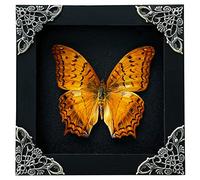 vinatimes Real Yellow Moth Butterfly Insect Dried Bug Lover Gifts for Women Shadow Box Taxidermy Oddity Collectables Specimen Decoration Tabletop Wall Room Art Home Decor Living Gallery K12-31-DE