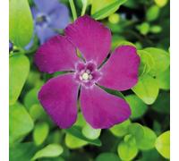 Vinca Minor 'Verino'. Plug Plant x 4. Pink purple periwinkle flowers. Fantastic for shady spots and ground cover. Available from Bedwen Plants.