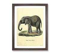 Vintage African Elephant Vintage Framed Print | A3 Walnut Framed Wall Art | Ready to Hang | Classic Animal Picture | Living Room Bedroom Lounge Office
