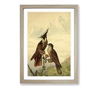 Vintage Bearded Helmetcrest Hummingbird Framed Print | A2 Oak Framed Wall Art | Ready to Hang | Classic Nature Picture | Living Room Bedroom Lounge Office
