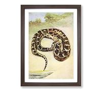 Vintage Birds of Other Lands 1917 Cobra Framed Print | A2 Walnut Framed Wall Art | Ready to Hang | Classic Nature Picture | Living Room Bedroom Lounge Office