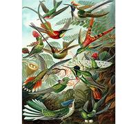Vintage Birds of Paradise Variety Of Hummingbirds Nature Art Biology Print Poster Wall Decor Image Picture A4 +