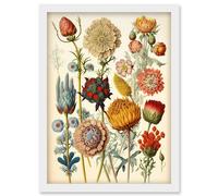 Artery8 Vintage Botanical Ernst Haeckel Inspired Plant Study Modern Watercolour Painting Illustration Artwork Framed Wall Art Print A4
