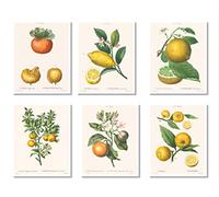 Vintage Botanical Prints | Citrus Fruit Wall Art by Ink Inc | Yellow Decor | Boho Farmhouse Kitchen Decor | Set of 6 8x10 Unframed