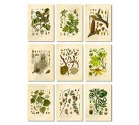 Vintage Botanical Prints | Classic Trees and Leaves by Ink Inc. | Forest Wall Art | Set of 9 5"x7" Unframed