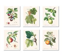 Vintage Botanical Prints | Fruit Wall Art by Ink Inc | Kitchen Decor | Boho Farmhouse Design | Peach Pear Plum Fig Orange Grape | Set of 6 8x10 Unframed