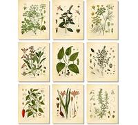 Vintage Botanical Prints | Kitchen Herbs by Ink Inc. | Herbs and Spices Wall Art | Thyme Mint Rosemary Parsley Sage Fennel Saffron Pepper Cayenne | Set of 9 8"x10" Unframed