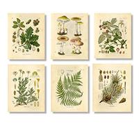 Vintage Botanical Prints | Woodland Plants by Ink Inc. | Forest Wildflower Mushrooms Wall Art | Boho Farmhouse Decor | Set of 6 8"x10" Unframed