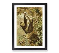 Vintage Brehms Tierlben Sloth Framed Print | A2 Black Framed Wall Art | Ready to Hang | Classic Nature Picture | Living Room Bedroom Lounge Office