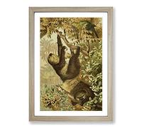 Vintage Brehms Tierlben Sloth Framed Print | A2 Oak Framed Wall Art | Ready to Hang | Classic Nature Picture | Living Room Bedroom Lounge Office