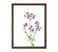 Vintage Bright Botanicals Virginian Stock Large Framed Art Print Poster Wall Decor 18x24 inch