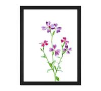 Vintage Bright Botanicals Virginian Stock Large Framed Art Print Poster Wall Decor 18x24 inch