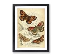 Vintage Butterfly Vintage Framed Print | A2 Black Framed Wall Art | Ready to Hang | Classic Animal Picture | Living Room Bedroom Lounge Office