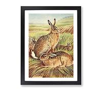 Vintage Charles Francis Newall Hares & Leverets Vintage Framed Print | A4 Black Framed Wall Art | Ready to Hang | Classic Animal Picture | Living Room Bedroom Lounge Office