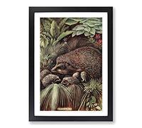 Vintage Charles Francis Newall Hedgehog & Young Framed Print | A2 Black Framed Wall Art | Ready to Hang | Classic Nature Picture | Living Room Bedroom Lounge Office