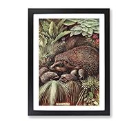 Vintage Charles Francis Newall Hedgehog & Young Vintage Framed Print | A4 Black Framed Wall Art | Ready to Hang | Classic Nature Picture | Living Room Bedroom Lounge Office