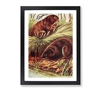 Vintage Charles Francis Newall Water Voles Vintage Framed Print | A2 Black Framed Wall Art | Ready to Hang | Classic Nature Picture | Living Room Bedroom Lounge Office
