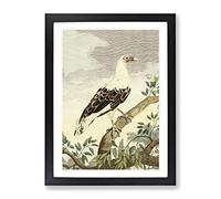 Vintage Charles R Ryley Angola Vulture Vintage Framed Print | A3 Black Framed Wall Art | Ready to Hang | Classic Nature Picture | Living Room Bedroom Lounge Office