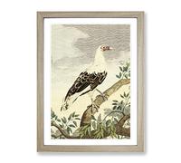 Vintage Charles R Ryley Angola Vulture Vintage Framed Print | A3 Oak Framed Wall Art | Ready to Hang | Classic Nature Picture | Living Room Bedroom Lounge Office