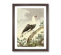 Vintage Charles R Ryley Angola Vulture Vintage Framed Print | A3 Walnut Framed Wall Art | Ready to Hang | Classic Nature Picture | Living Room Bedroom Lounge Office