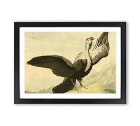 Vintage Charles R Ryley Condor Framed Print | A2 Black Framed Wall Art | Ready to Hang | Classic Nature Picture | Living Room Bedroom Lounge Office