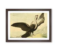 Vintage Charles R Ryley Condor Framed Print | A2 Walnut Framed Wall Art | Ready to Hang | Classic Nature Picture | Living Room Bedroom Lounge Office