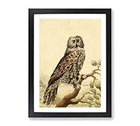 Vintage Charles R Ryley Fuliginous Owl Vintage Framed Wall Art Print, Ready to Hang Picture for Living Room Bedroom Home Office Décor, Black A3 (34 x 46 cm)