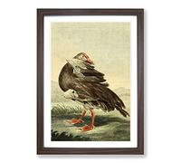 Vintage Charles R Ryley Gambian Goose Framed Print | A2 Walnut Framed Wall Art | Ready to Hang | Classic Animal Picture | Living Room Bedroom Lounge Office