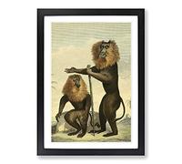 Vintage Charles R Ryley Lion-Tailed Monkey Framed Print | A2 Black Framed Wall Art | Ready to Hang | Classic Animal Picture | Living Room Bedroom Lounge Office