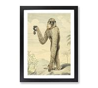 Vintage Charles R Ryley Long Armed Gibbon Vintage Framed Wall Art Print, Ready to Hang Picture for Living Room Bedroom Home Office Décor, Black A3 (34 x 46 cm)