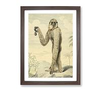 Vintage Charles R Ryley Long Armed Gibbon Vintage Framed Wall Art Print, Ready to Hang Picture for Living Room Bedroom Home Office Décor, Walnut A2 (64 x 46 cm)