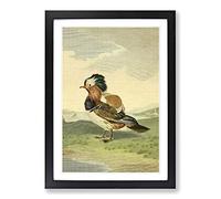 Vintage Charles R Ryley Mandarin Duck Framed Print | A2 Black Framed Wall Art | Ready to Hang | Classic Animal Picture | Living Room Bedroom Lounge Office