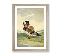 Vintage Charles R Ryley Mandarin Duck Vintage Framed Print | A2 Oak Framed Wall Art | Ready to Hang | Classic Animal Picture | Living Room Bedroom Lounge Office