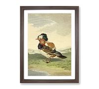 Vintage Charles R Ryley Mandarin Duck Vintage Framed Print | A3 Walnut Framed Wall Art | Ready to Hang | Classic Animal Picture | Living Room Bedroom Lounge Office