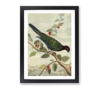 Vintage Charles R Ryley Pompadour Parrot Vintage Framed Wall Art Print, Ready to Hang Picture for Living Room Bedroom Home Office Décor, Black A4 (34 x 25 cm)