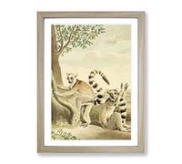 Vintage Charles R Ryley Ring Tailed Lemur Vintage Framed Wall Art Print, Ready to Hang Picture for Living Room Bedroom Home Office Décor, Oak A4 (34 x 25 cm)