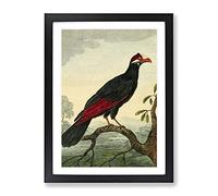 Vintage Charles R Ryley Royal Cuckoo Vintage Framed Print | A3 Black Framed Wall Art | Ready to Hang | Classic Nature Picture | Living Room Bedroom Lounge Office
