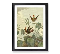Vintage Charles R Ryley Ruff-Necked Hummingbird Framed Print | A2 Black Framed Wall Art | Ready to Hang | Classic Nature Picture | Living Room Bedroom Lounge Office