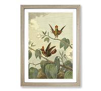 Vintage Charles R Ryley Ruff-Necked Hummingbird Framed Print | A2 Oak Framed Wall Art | Ready to Hang | Classic Nature Picture | Living Room Bedroom Lounge Office