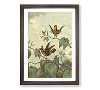 Vintage Charles R Ryley Ruff-Necked Hummingbird Framed Print | A2 Walnut Framed Wall Art | Ready to Hang | Classic Nature Picture | Living Room Bedroom Lounge Office