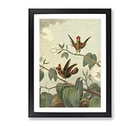 Vintage Charles R Ryley Ruff Necked Hummingbird Vintage Framed Wall Art Print, Ready to Hang Picture for Living Room Bedroom Home Office Décor, Black A4 (34 x 25 cm)