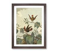 Vintage Charles R Ryley Ruff Necked Hummingbird Vintage Framed Wall Art Print, Ready to Hang Picture for Living Room Bedroom Home Office Décor, Walnut A2 (64 x 46 cm)