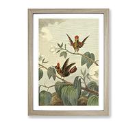 Vintage Charles R Ryley Ruff Necked Hummingbird Vintage Framed Wall Art Print, Ready to Hang Picture for Living Room Bedroom Home Office Décor, Oak A2 (64 x 46 cm)